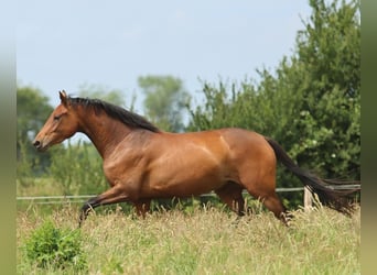 Oldenburger, Merrie, 3 Jaar, 165 cm, Bruin