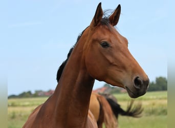 Oldenburger, Merrie, 3 Jaar, 165 cm, Bruin