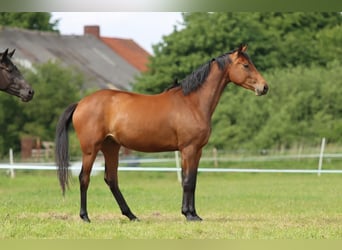 Oldenburger, Merrie, 3 Jaar, 165 cm, Bruin