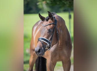 Oldenburger, Merrie, 3 Jaar, 165 cm, Donkerbruin
