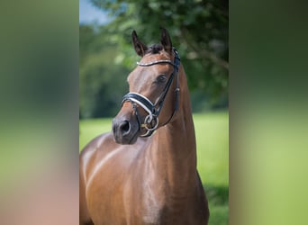 Oldenburger, Merrie, 3 Jaar, 165 cm, Donkerbruin