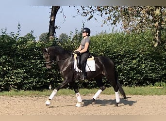 Oldenburger, Merrie, 3 Jaar, 165 cm, Donkerbruin