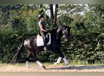 Oldenburger, Merrie, 3 Jaar, 165 cm, Donkerbruin