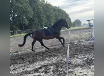 Oldenburger, Merrie, 3 Jaar, 165 cm, Donkerbruin