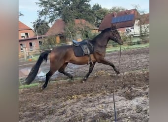 Oldenburger, Merrie, 3 Jaar, 165 cm, Donkerbruin