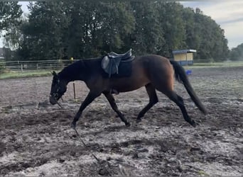 Oldenburger, Merrie, 3 Jaar, 165 cm, Donkerbruin