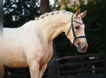 Oldenburger, Merrie, 3 Jaar, 165 cm, Palomino