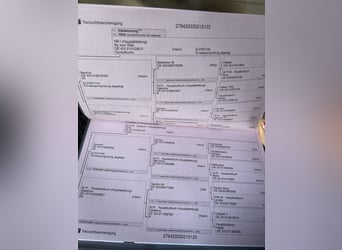 Oldenburger, Merrie, 3 Jaar, 165 cm, Vos