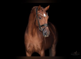 Oldenburger, Merrie, 3 Jaar, 165 cm, Vos