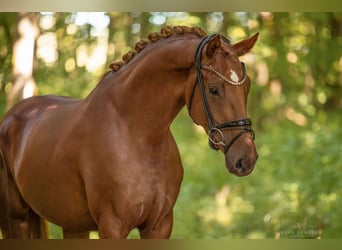 Oldenburger, Merrie, 3 Jaar, 165 cm, Vos