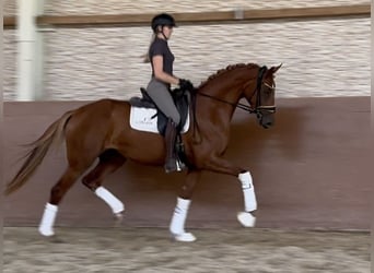 Oldenburger, Merrie, 3 Jaar, 165 cm, Vos