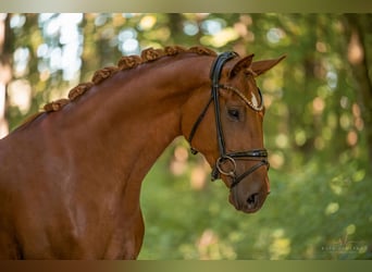 Oldenburger, Merrie, 3 Jaar, 165 cm, Vos