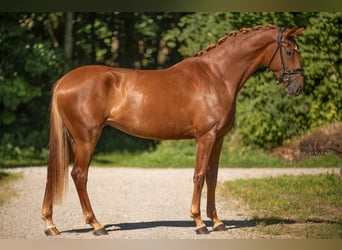 Oldenburger, Merrie, 3 Jaar, 165 cm, Vos