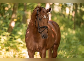 Oldenburger, Merrie, 3 Jaar, 165 cm, Vos