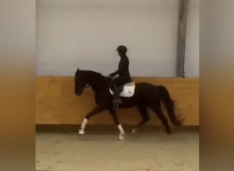 Oldenburger, Merrie, 3 Jaar, 165 cm, Zwartbruin