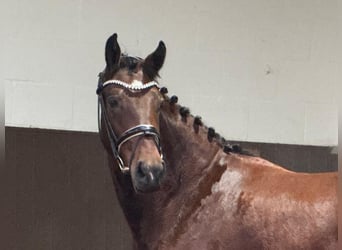 Oldenburger, Merrie, 3 Jaar, 166 cm, Bruin