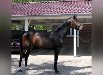Oldenburger, Merrie, 3 Jaar, 166 cm, Donkerbruin