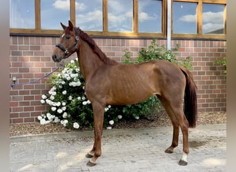 Oldenburger, Merrie, 3 Jaar, 166 cm, Donkere-vos