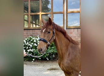 Oldenburger, Merrie, 3 Jaar, 166 cm, Donkere-vos