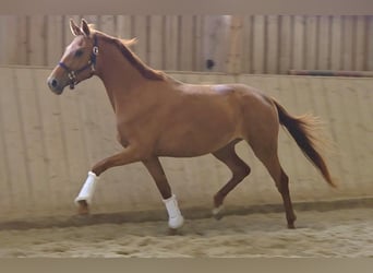 Oldenburger, Merrie, 3 Jaar, 166 cm, Vos