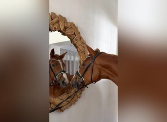 Oldenburger, Merrie, 3 Jaar, 166 cm, Vos