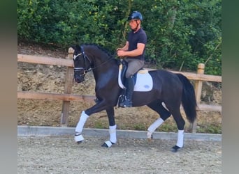 Oldenburger, Merrie, 3 Jaar, 166 cm, Zwart