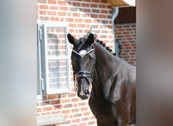 Oldenburger, Merrie, 3 Jaar, 166 cm, Zwart