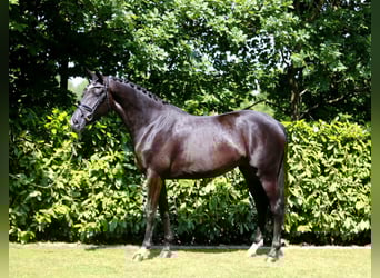 Oldenburger, Merrie, 3 Jaar, 166 cm, Zwart