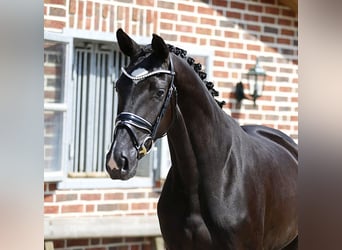 Oldenburger, Merrie, 3 Jaar, 166 cm, Zwart