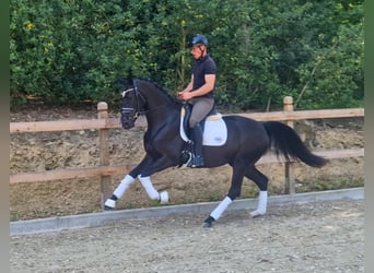 Oldenburger, Merrie, 3 Jaar, 166 cm, Zwart