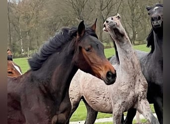 Oldenburger, Merrie, 3 Jaar, 167 cm, Donkerbruin
