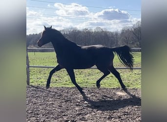 Oldenburger, Merrie, 3 Jaar, 167 cm, Donkerbruin