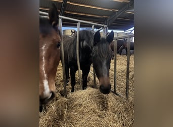 Oldenburger, Merrie, 3 Jaar, 167 cm, Donkerbruin