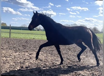 Oldenburger, Merrie, 3 Jaar, 167 cm, Donkerbruin