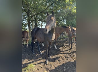 Oldenburger, Merrie, 3 Jaar, 167 cm, Donkerbruin