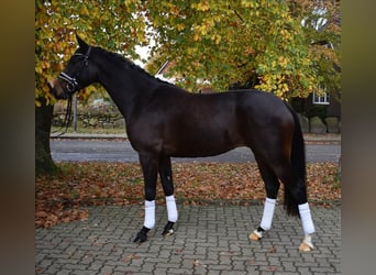 Oldenburger, Merrie, 3 Jaar, 167 cm, Donkerbruin