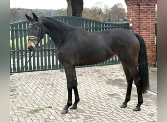 Oldenburger, Merrie, 3 Jaar, 167 cm, Donkerbruin