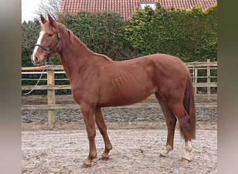 Oldenburger, Merrie, 3 Jaar, 167 cm, Donkere-vos