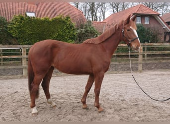 Oldenburger, Merrie, 3 Jaar, 167 cm, Donkere-vos