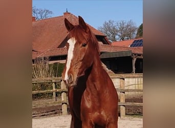 Oldenburger, Merrie, 3 Jaar, 167 cm, Donkere-vos