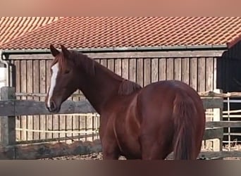 Oldenburger, Merrie, 3 Jaar, 167 cm, Donkere-vos