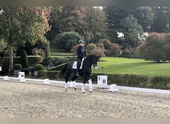 Oldenburger, Merrie, 3 Jaar, 167 cm