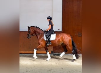 Oldenburger, Merrie, 3 Jaar, 167 cm, Roodbruin