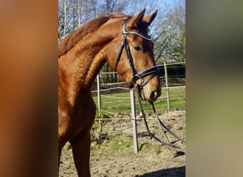 Oldenburger, Merrie, 3 Jaar, 167 cm, Vos