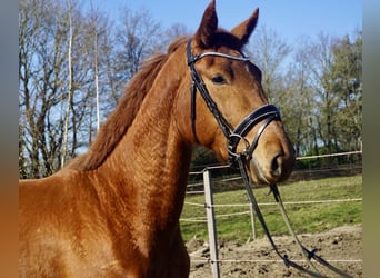 Oldenburger, Merrie, 3 Jaar, 167 cm, Vos