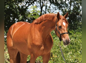 Oldenburger, Merrie, 3 Jaar, 167 cm, Vos