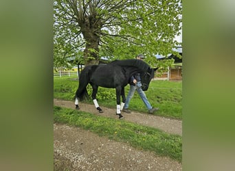 Oldenburger, Stute, 3 Jahre, 167 cm, Rappe