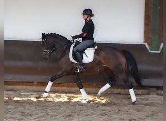 Oldenburger, Merrie, 3 Jaar, 168 cm, Donkerbruin