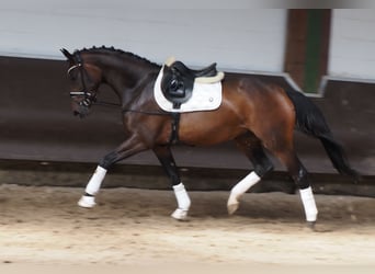 Oldenburger, Merrie, 3 Jaar, 168 cm, Donkerbruin