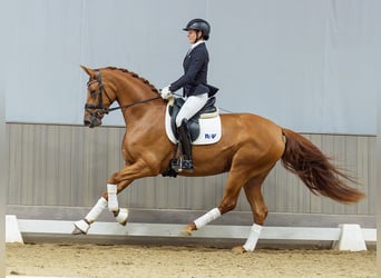 Oldenburger, Merrie, 3 Jaar, 168 cm, Vos